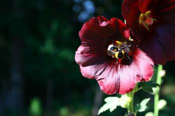 Ibiscus Bee
