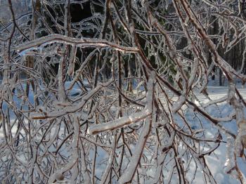 Ice Covered Tree Branch