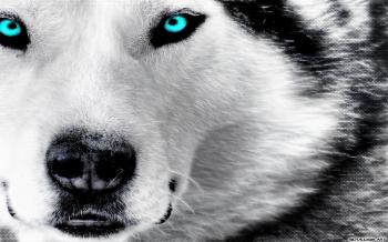 Ice Dog by Michalius89 on DeviantArt