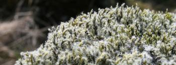 Icelandic Moss