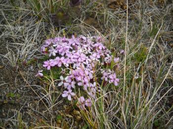 Midge Memos: Icelandic Wildflowers