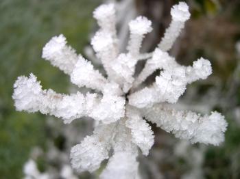 Icy plant