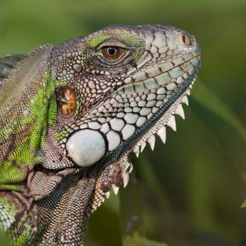 Green Iguana | National Geographic