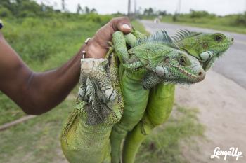 Roadside Iguana Vendors in East Bank Demerara, Guyana