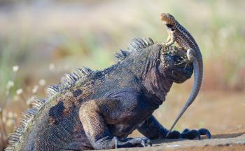 Marine Iguana and Male Lava Lizard - Santa Cruz Galapagos Cruise