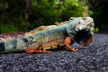 Wallpaper Iguana, Puerto Rico, reptiles, green, nature, lizard ...