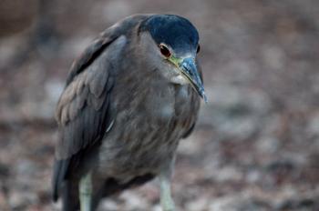 Immature Black-crowned Night Heron 1