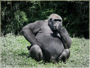 Gorilla in Deep Thought… | Eilzabeth Ladd's Photos