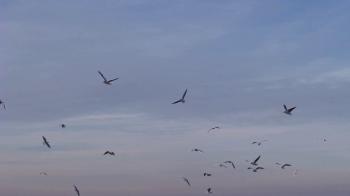 Flock of seagull birds flying in the air at scenic sunset at a beach ...