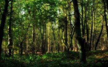 In the forest / 1920 x 1200 / Forest / Photography | MIRIADNA.COM