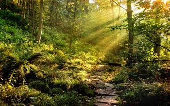 Path in the forest / 1920 x 1200 / Forest / Photography | MIRIADNA.COM