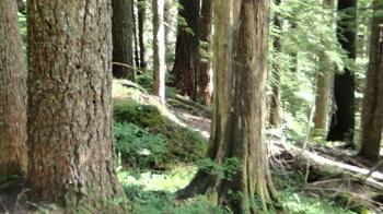 fairies in the forest - YouTube