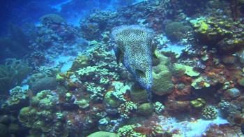 Life in the Ocean - YouTube