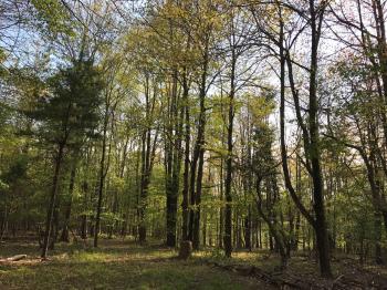 Sanctuary in the woods, Sanctuary in the woods, NY: 7 Hipcamper ...