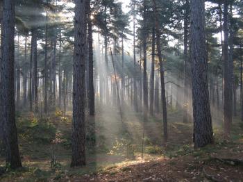 File:Crepuscular rays in the woods of Kasterlee, Belgium.jpg ...