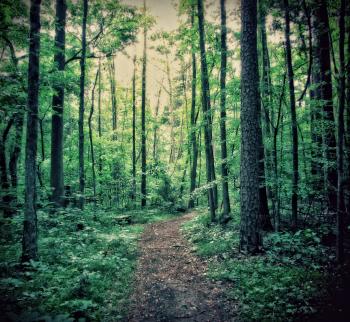 Path in the Woods - Imgur