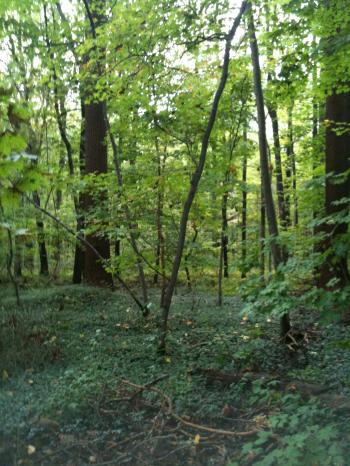 The Demon in the Woods Scary Story