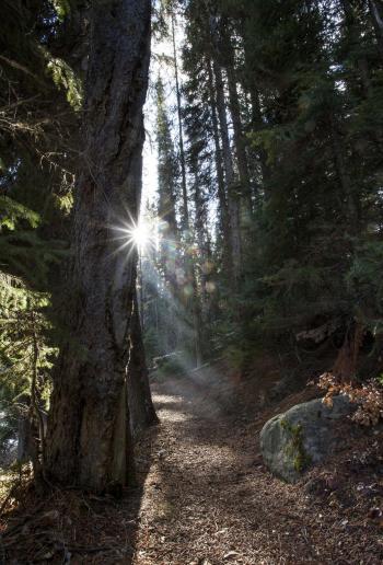 A Walk in the Woods" - Castlegar Photography Stefanie Harron