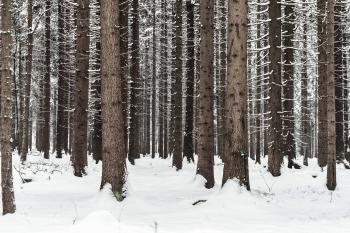 Tree Trunks in Winter Forest Snow in Woods Free Stock Photo Download ...