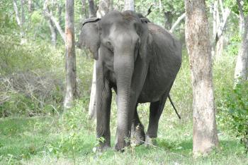 Indian elephant standing
