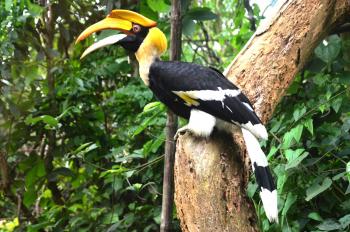 A Great Indian Hornbill at the Nagaland... - The Morung Express