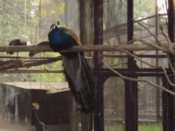 Indian peacock - at alipur zoo
