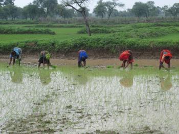 Indian women planting rice plants