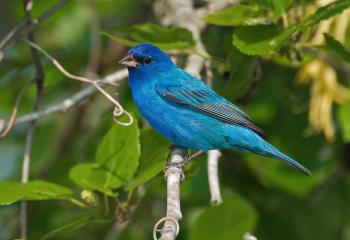 Indigo Bunting | Audubon Field Guide