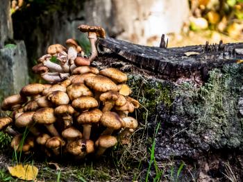 Inedible mushrooms
