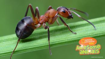 Awesome-Animals-S1E5-antzilla__377040.jpg