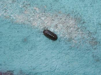 Insect crawling on wall