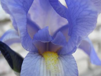 Inside a blue Iris flower