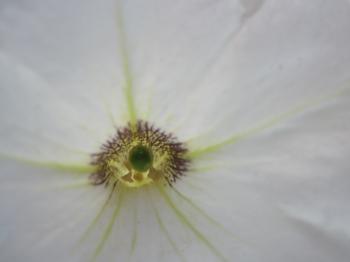 Inside a white flower