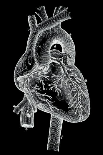 Inverted Vintage Anatomy Illustration - Human Heart Blood Vessels