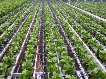 Drip Irrigation Is the Best But Expensive – Irrigation Expert – Rite ...