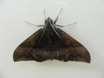 Ischyja sp. Noctuidae/Erebidae, Catocalinae