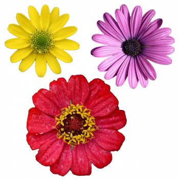 Isolated Flower Clipart Free Stock Photo - Public Domain Pictures