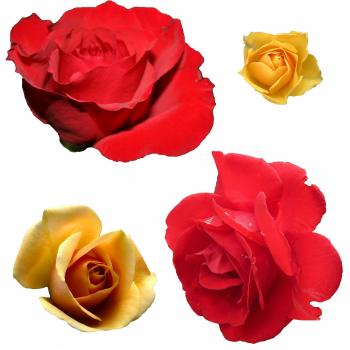 Isolated Flower Clipart Free Stock Photo - Public Domain Pictures