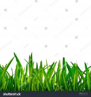 Isolated Green Grass On White Background Stock Photo (Royalty Free ...