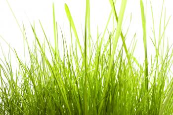 isolated green grass
