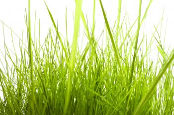 isolated green grass