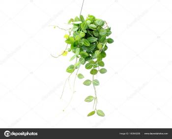 Green Plant Hanging Isolated Collection White Background — Stock ...