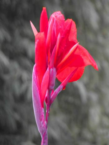 Isolated Red Flower