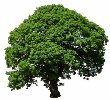 Tree Isolated On White Free Stock Photo - Public Domain Pictures