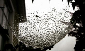 Of Course It's Raining Spiders In Australia