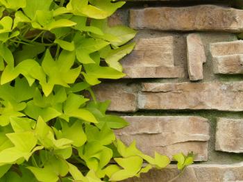 Ivy on Brick Wall