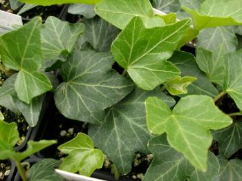 Parks Brothers Farm Wholesale Plants Ralf Ivy