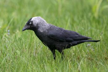 Eurasian Jackdaw | Audubon Field Guide
