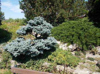 File:Japanese Garden. Bush. - Margaret Island, Budapest, Hungary.JPG ...