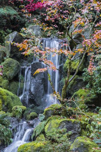 Japanese Gardens, Oregon, fall Trees